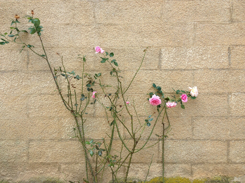Le rose rampicanti (anche in autunno!) nel borgo di Châteauneuf-en-Auxois.